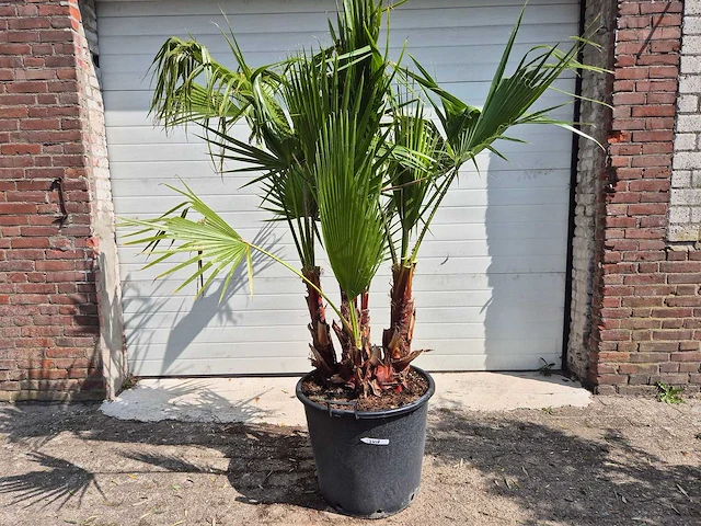 Mexicaanse waaierpalm driestammig - washingtonia robusta - mediterrane boom - hoogte ca. 170 cm - afbeelding 1 van  5