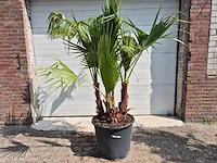 Mexicaanse waaierpalm driestammig - washingtonia robusta - mediterrane boom - hoogte ca. 170 cm - afbeelding 1 van  5