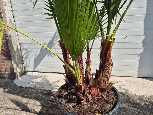Mexicaanse waaierpalm driestammig - washingtonia robusta - mediterrane boom - hoogte ca. 170 cm - afbeelding 2 van  5