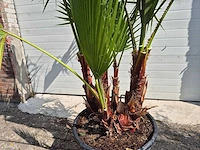 Mexicaanse waaierpalm driestammig - washingtonia robusta - mediterrane boom - hoogte ca. 170 cm - afbeelding 2 van  5