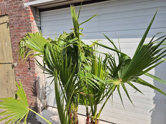 Mexicaanse waaierpalm driestammig - washingtonia robusta - mediterrane boom - hoogte ca. 170 cm - afbeelding 3 van  5