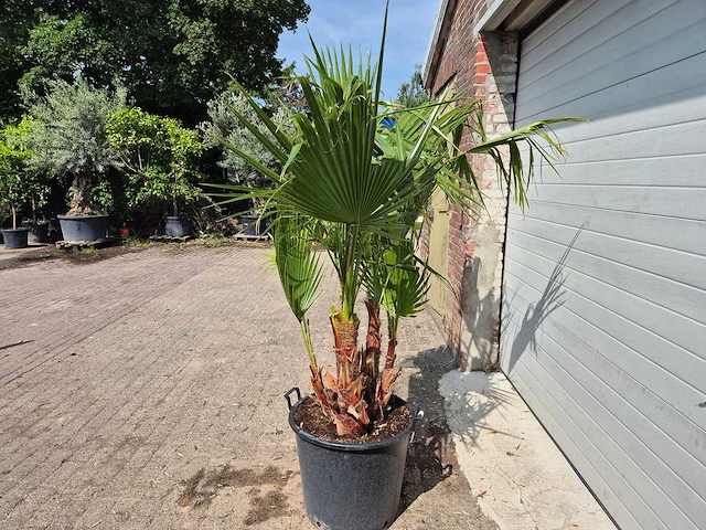 Mexicaanse waaierpalm driestammig - washingtonia robusta - mediterrane boom - hoogte ca. 170 cm - afbeelding 4 van  5
