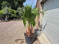 Mexicaanse waaierpalm driestammig - washingtonia robusta - mediterrane boom - hoogte ca. 170 cm - afbeelding 4 van  5