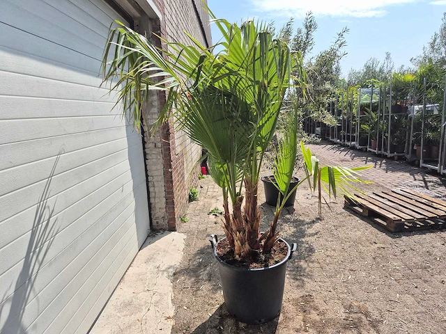 Mexicaanse waaierpalm driestammig - washingtonia robusta - mediterrane boom - hoogte ca. 170 cm - afbeelding 5 van  5