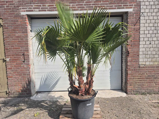 Mexicaanse waaierpalm driestammig - washingtonia robusta - mediterrane boom - hoogte ca. 200 cm - afbeelding 1 van  5