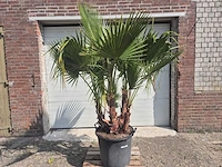 Mexicaanse waaierpalm driestammig - washingtonia robusta - mediterrane boom - hoogte ca. 200 cm - afbeelding 1 van  5