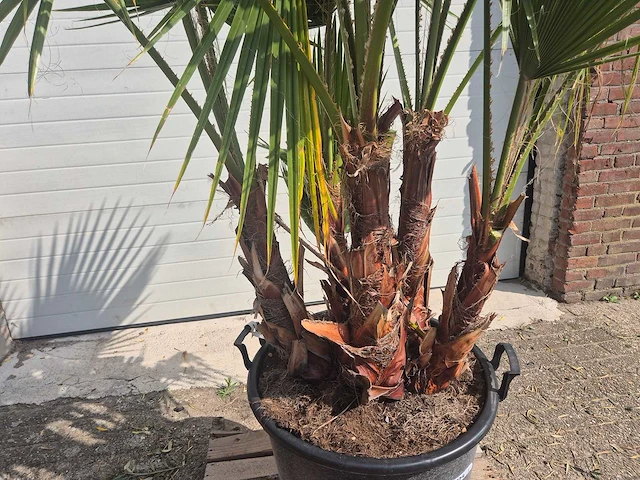 Mexicaanse waaierpalm driestammig - washingtonia robusta - mediterrane boom - hoogte ca. 200 cm - afbeelding 2 van  5