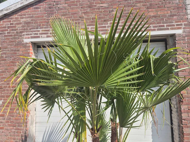 Mexicaanse waaierpalm driestammig - washingtonia robusta - mediterrane boom - hoogte ca. 200 cm - afbeelding 3 van  5