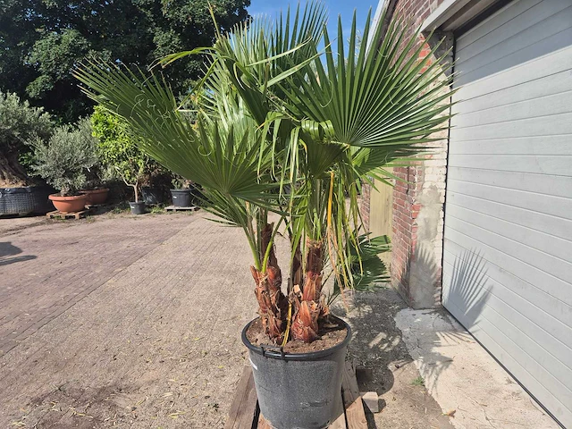 Mexicaanse waaierpalm driestammig - washingtonia robusta - mediterrane boom - hoogte ca. 200 cm - afbeelding 4 van  5