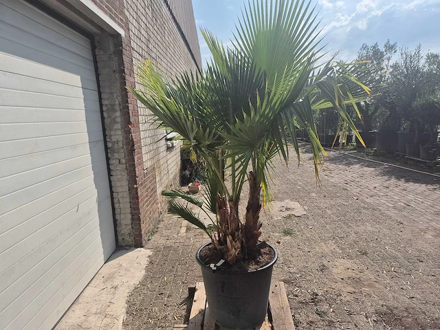 Mexicaanse waaierpalm driestammig - washingtonia robusta - mediterrane boom - hoogte ca. 200 cm - afbeelding 5 van  5