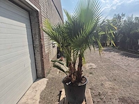 Mexicaanse waaierpalm driestammig - washingtonia robusta - mediterrane boom - hoogte ca. 200 cm - afbeelding 5 van  5