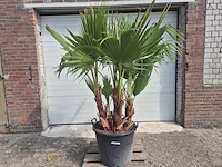 Mexicaanse waaierpalm driestammig - washingtonia robusta - mediterrane boom - hoogte ca. 200 cm - afbeelding 1 van  5