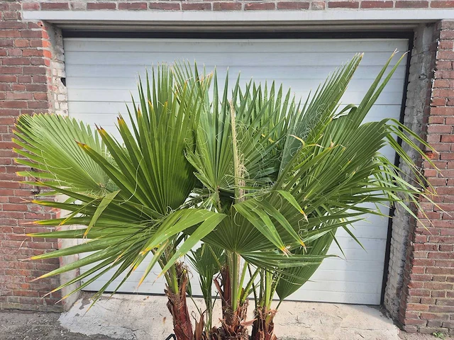 Mexicaanse waaierpalm driestammig - washingtonia robusta - mediterrane boom - hoogte ca. 200 cm - afbeelding 2 van  5