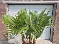 Mexicaanse waaierpalm driestammig - washingtonia robusta - mediterrane boom - hoogte ca. 200 cm - afbeelding 2 van  5