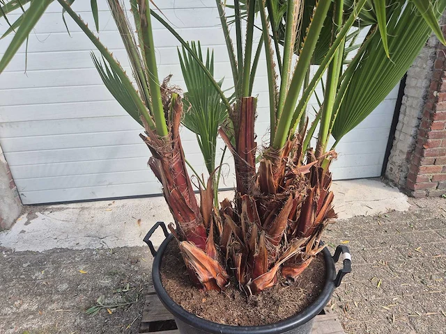 Mexicaanse waaierpalm driestammig - washingtonia robusta - mediterrane boom - hoogte ca. 200 cm - afbeelding 3 van  5