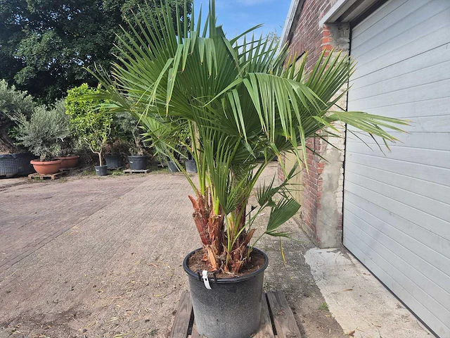Mexicaanse waaierpalm driestammig - washingtonia robusta - mediterrane boom - hoogte ca. 200 cm - afbeelding 4 van  5