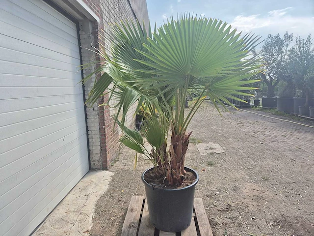 Mexicaanse waaierpalm driestammig - washingtonia robusta - mediterrane boom - hoogte ca. 200 cm - afbeelding 5 van  5
