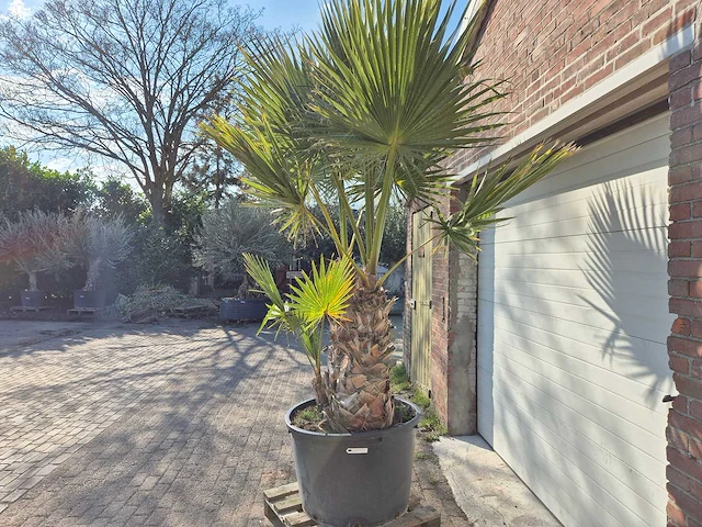Mexicaanse waaierpalm meerstammig - washingtonia robusta - mediterrane boom - hoogte ca. 250 cm - afbeelding 5 van  6