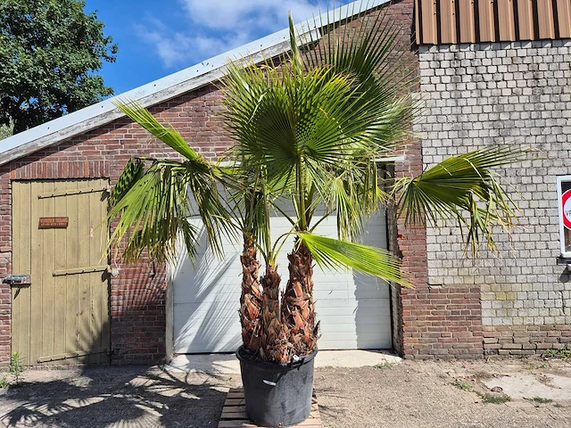 Mexicaanse waaierpalm meerstammig - washingtonia robusta - mediterrane boom - hoogte ca. 250 cm - afbeelding 1 van  6