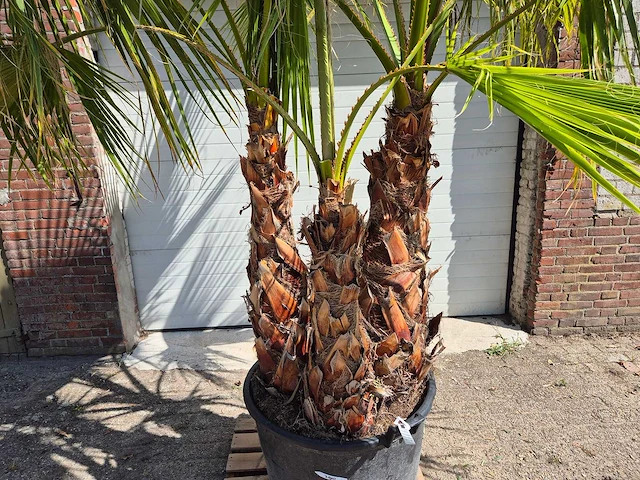 Mexicaanse waaierpalm meerstammig - washingtonia robusta - mediterrane boom - hoogte ca. 250 cm - afbeelding 2 van  6