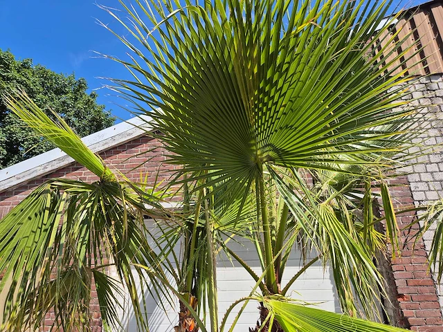 Mexicaanse waaierpalm meerstammig - washingtonia robusta - mediterrane boom - hoogte ca. 250 cm - afbeelding 3 van  6