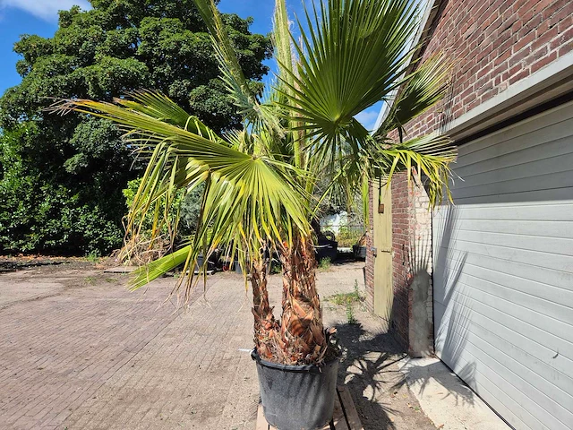 Mexicaanse waaierpalm meerstammig - washingtonia robusta - mediterrane boom - hoogte ca. 250 cm - afbeelding 4 van  6