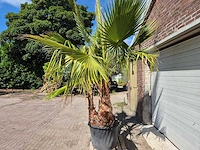 Mexicaanse waaierpalm meerstammig - washingtonia robusta - mediterrane boom - hoogte ca. 250 cm - afbeelding 4 van  6