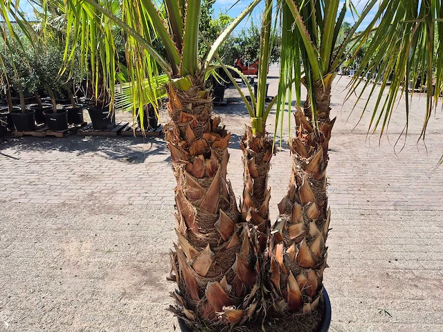 Mexicaanse waaierpalm meerstammig - washingtonia robusta - mediterrane boom - hoogte ca. 250 cm - afbeelding 5 van  6