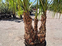 Mexicaanse waaierpalm meerstammig - washingtonia robusta - mediterrane boom - hoogte ca. 250 cm - afbeelding 5 van  6