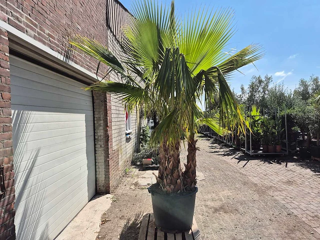 Mexicaanse waaierpalm meerstammig - washingtonia robusta - mediterrane boom - hoogte ca. 250 cm - afbeelding 6 van  6