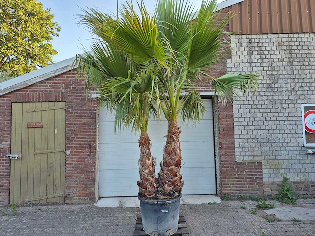 Mexicaanse waaierpalm meerstammig xl - washingtonia robusta - mediterrane boom - hoogte ca. 280 cm - afbeelding 1 van  5