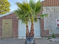 Mexicaanse waaierpalm meerstammig xl - washingtonia robusta - mediterrane boom - hoogte ca. 280 cm - afbeelding 1 van  5