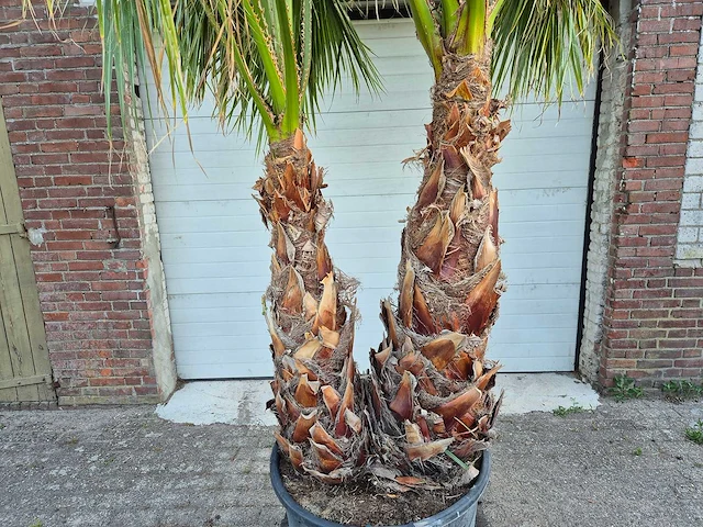 Mexicaanse waaierpalm meerstammig xl - washingtonia robusta - mediterrane boom - hoogte ca. 280 cm - afbeelding 2 van  5