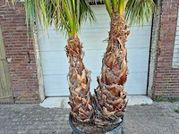 Mexicaanse waaierpalm meerstammig xl - washingtonia robusta - mediterrane boom - hoogte ca. 280 cm - afbeelding 2 van  5