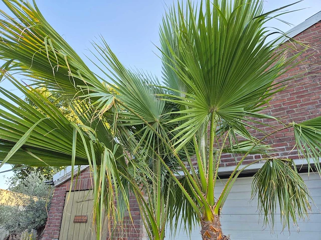 Mexicaanse waaierpalm meerstammig xl - washingtonia robusta - mediterrane boom - hoogte ca. 280 cm - afbeelding 3 van  5
