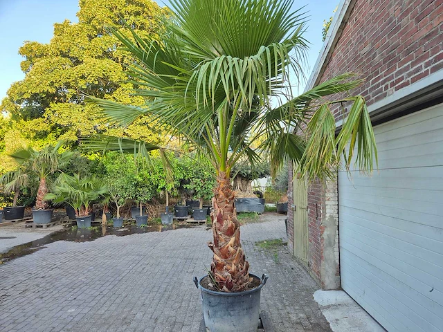 Mexicaanse waaierpalm meerstammig xl - washingtonia robusta - mediterrane boom - hoogte ca. 280 cm - afbeelding 4 van  5