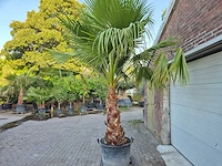Mexicaanse waaierpalm meerstammig xl - washingtonia robusta - mediterrane boom - hoogte ca. 280 cm - afbeelding 4 van  5
