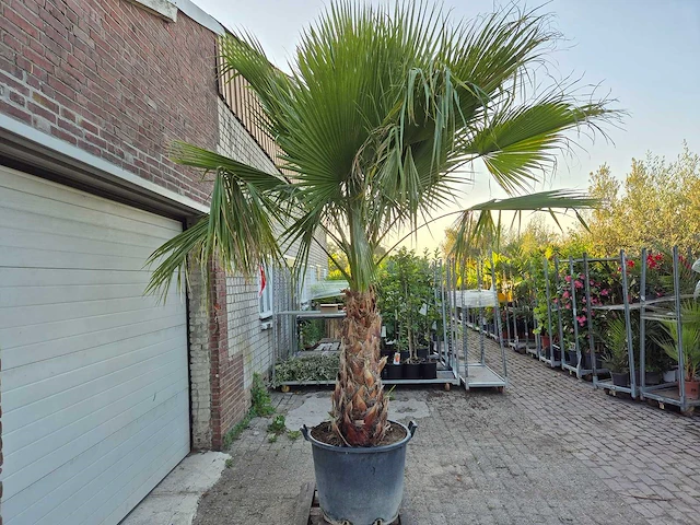 Mexicaanse waaierpalm meerstammig xl - washingtonia robusta - mediterrane boom - hoogte ca. 280 cm - afbeelding 5 van  5