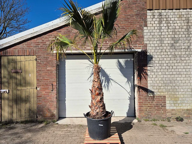 Mexicaanse waaierpalm xl - washingtonia robusta - mediterrane boom - hoogte ca. 250 cm - afbeelding 1 van  5
