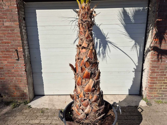 Mexicaanse waaierpalm xl - washingtonia robusta - mediterrane boom - hoogte ca. 250 cm - afbeelding 2 van  5