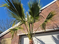 Mexicaanse waaierpalm xl - washingtonia robusta - mediterrane boom - hoogte ca. 250 cm - afbeelding 3 van  5