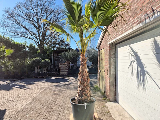 Mexicaanse waaierpalm xl - washingtonia robusta - mediterrane boom - hoogte ca. 250 cm - afbeelding 4 van  5
