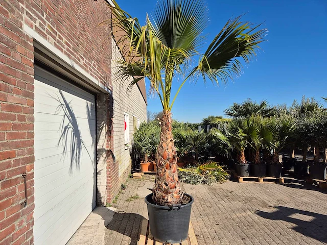 Mexicaanse waaierpalm xl - washingtonia robusta - mediterrane boom - hoogte ca. 250 cm - afbeelding 5 van  5