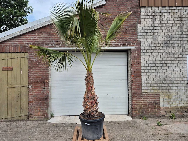 Mexicaanse waaierpalm xl - washingtonia robusta - mediterrane boom - hoogte ca. 270 cm - afbeelding 1 van  6
