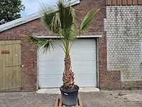 Mexicaanse waaierpalm xl - washingtonia robusta - mediterrane boom - hoogte ca. 270 cm - afbeelding 1 van  6