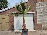 Mexicaanse waaierpalm xl - washingtonia robusta - mediterrane boom - hoogte ca. 270 cm - afbeelding 2 van  6