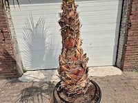 Mexicaanse waaierpalm xl - washingtonia robusta - mediterrane boom - hoogte ca. 270 cm - afbeelding 3 van  6
