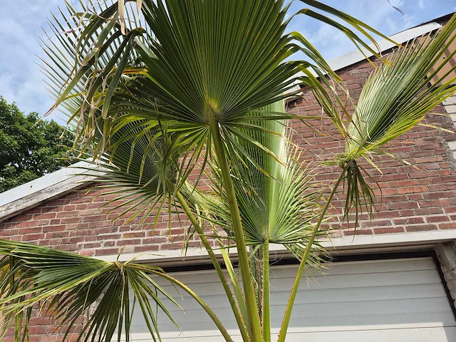 Mexicaanse waaierpalm xl - washingtonia robusta - mediterrane boom - hoogte ca. 270 cm - afbeelding 4 van  6