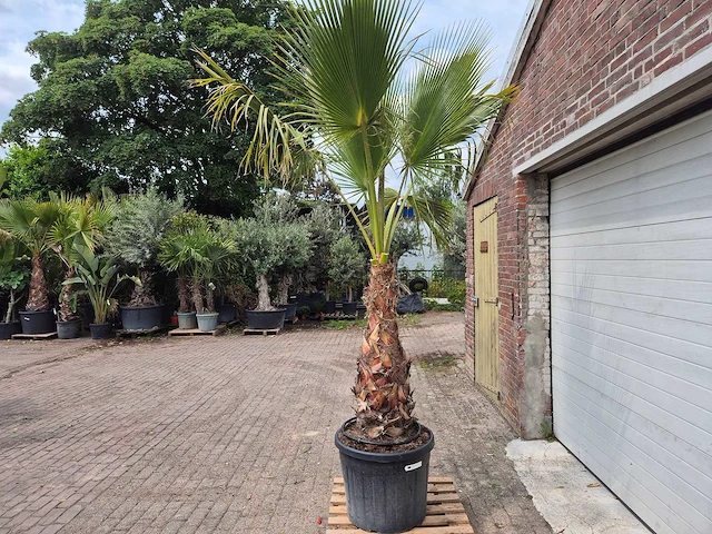 Mexicaanse waaierpalm xl - washingtonia robusta - mediterrane boom - hoogte ca. 270 cm - afbeelding 5 van  6