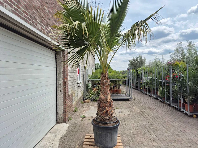 Mexicaanse waaierpalm xl - washingtonia robusta - mediterrane boom - hoogte ca. 270 cm - afbeelding 6 van  6